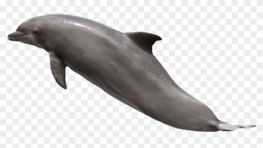 Free Png Download Dolphin Png Images Background Png - Dolphin Png Clipart #1075971