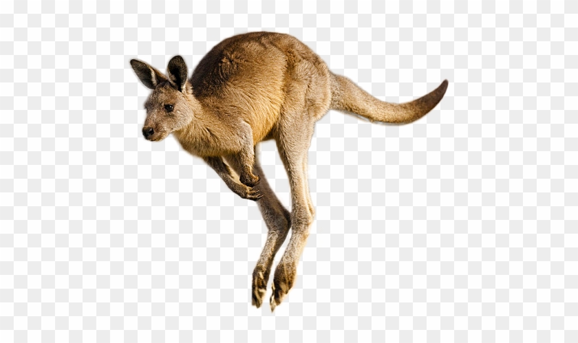 Kangaroo Png Image - Kangaroo Clipart #1076756