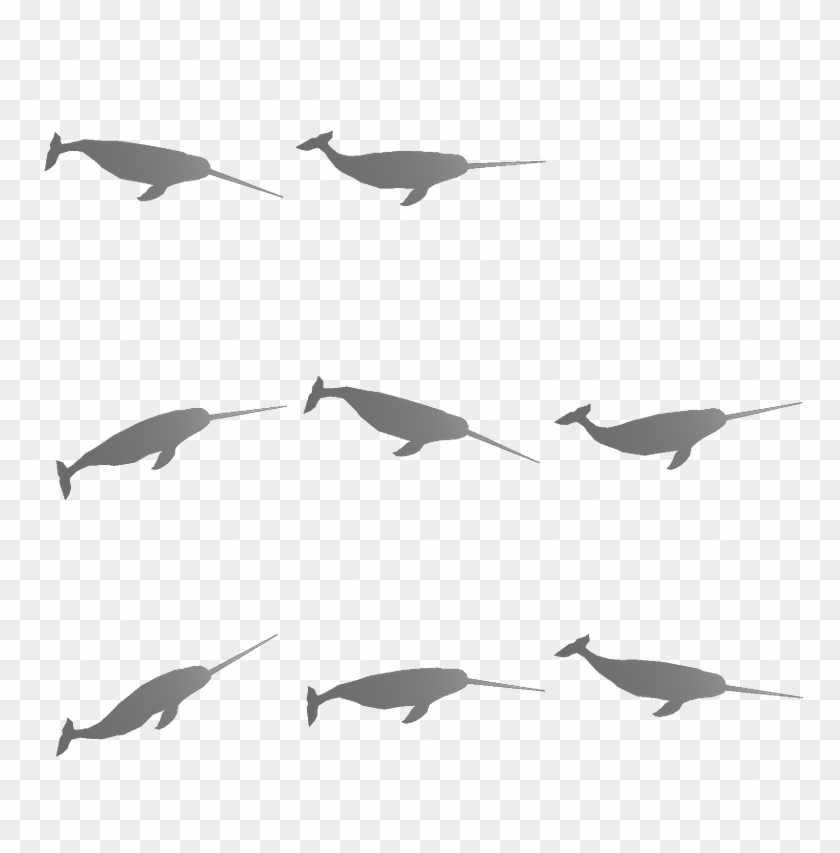 Narwhal0 - Ibis Clipart