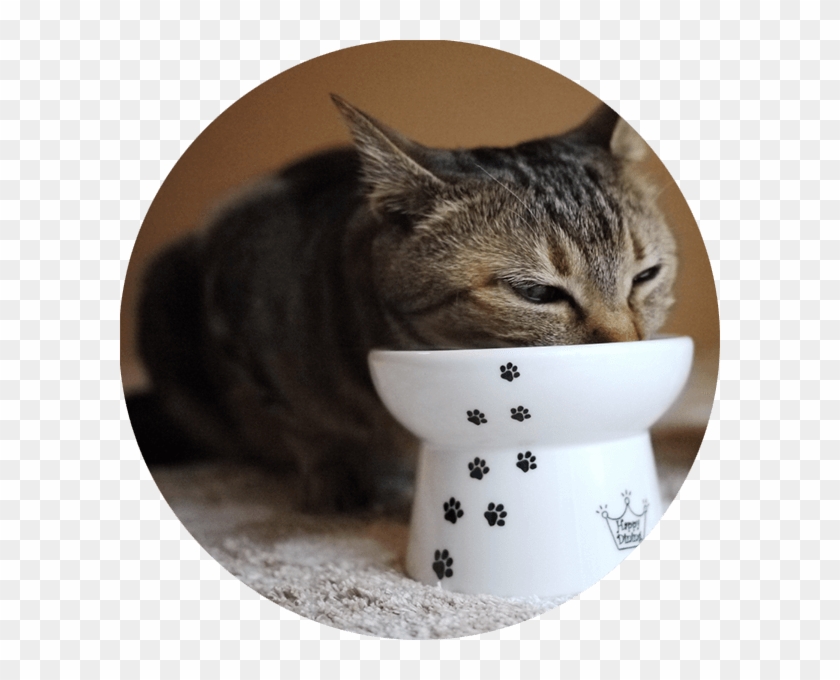 Helps My Older Cat Enjoy His Food As He Was Having - Raised Cat Feeding Bowl Clipart