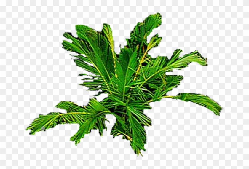 The Gallery For > Palm Tree Plan Png - Leaf Vegetable Clipart