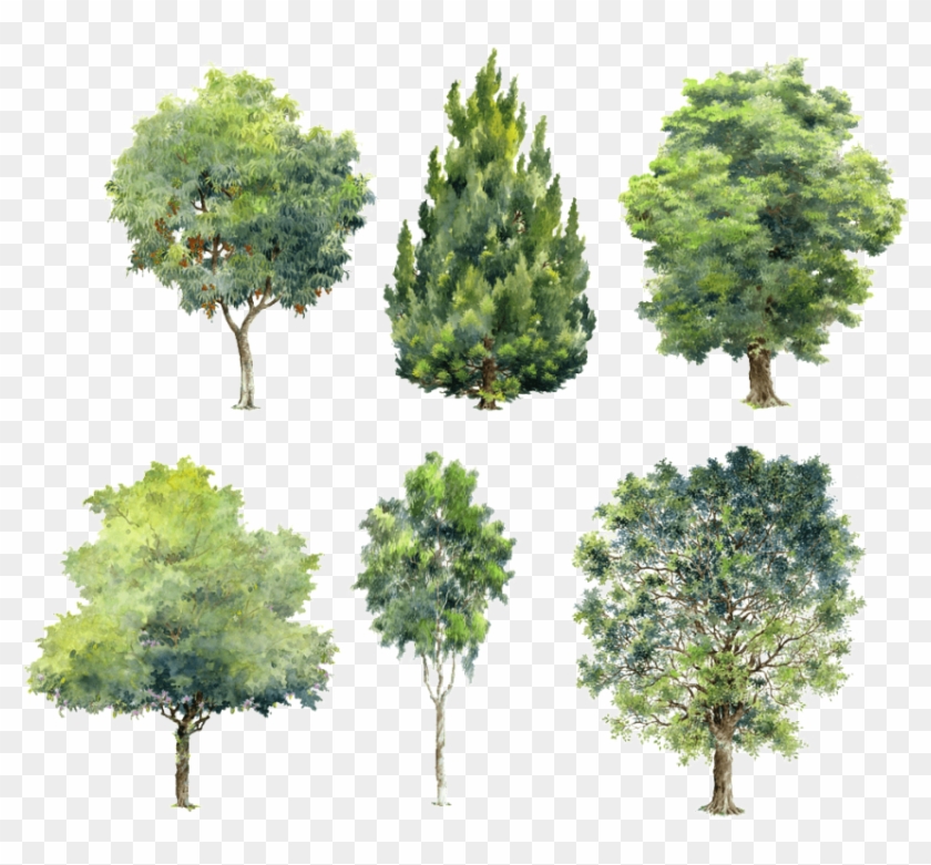 Free Png Download Watercolor Trees For Photoshop Png - Architecture Trees Elevation Png Clipart #1079908