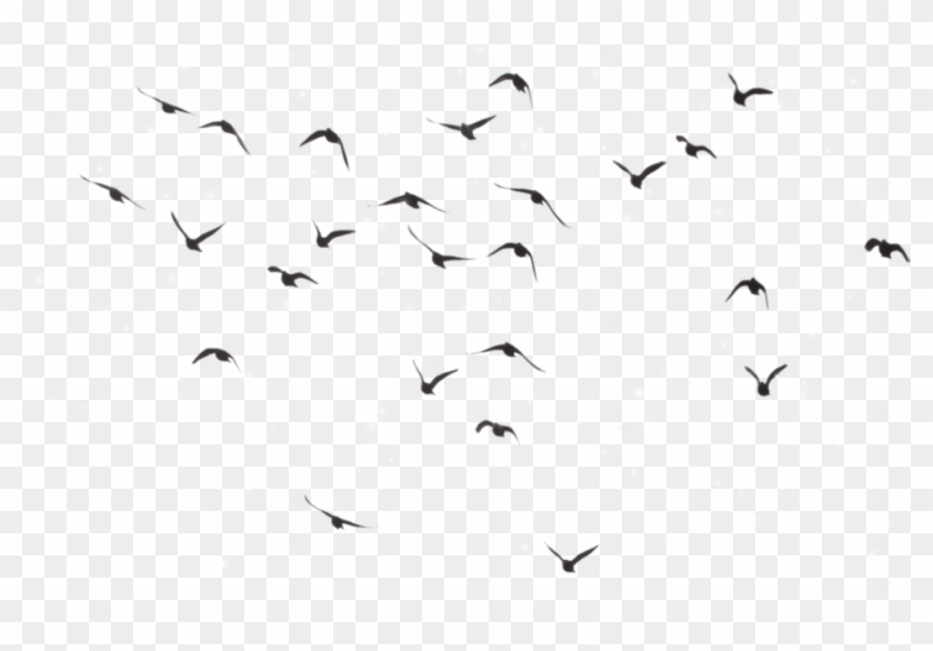 Bird Birds Divergent Picsart @selenagomez-lamija - Flock Of Birds Transparent Clipart #1080716