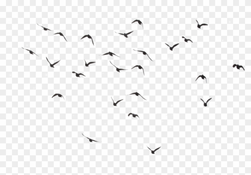 Bird Birds Divergent Picsart @selenagomez-lamija - Flock Of Birds Transparent Clipart