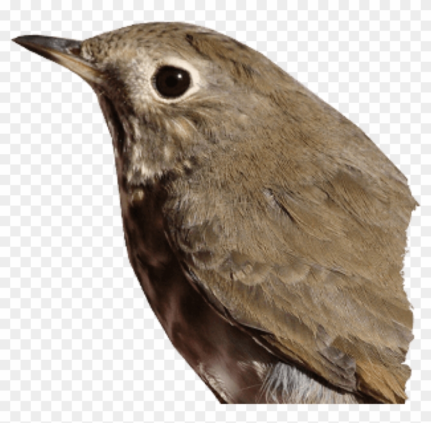 Free Png Download Birds Png Images Background Png Images - Thrush Transparent Clipart #1080755