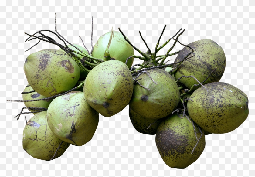 Each Coconut Will Have An Unique Code, With This You - Groene Kokosnoot Kopen Clipart #1080931