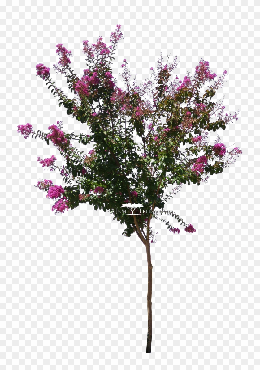 Lagerstroemia Indica - Bottlebush Clipart
