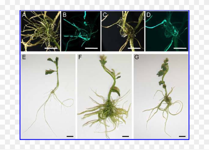 Agrobacterium Rhizogenes Transformation Of Aeschynomene - Fennel Pondweed Clipart #1081396