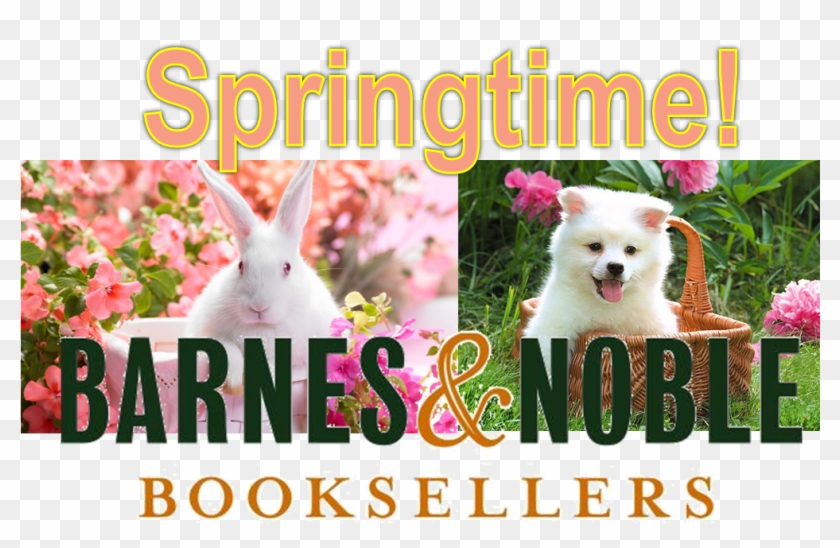 Springtime Storytime At Barnes & Noble - Rabbit Clipart