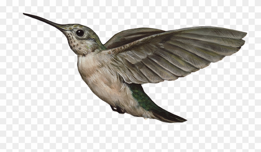 Hummingbird Transparent Images Png - Transparent Hummingbird Clipart