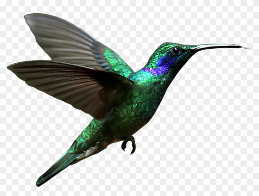 Rufous Hummingbird Clipart