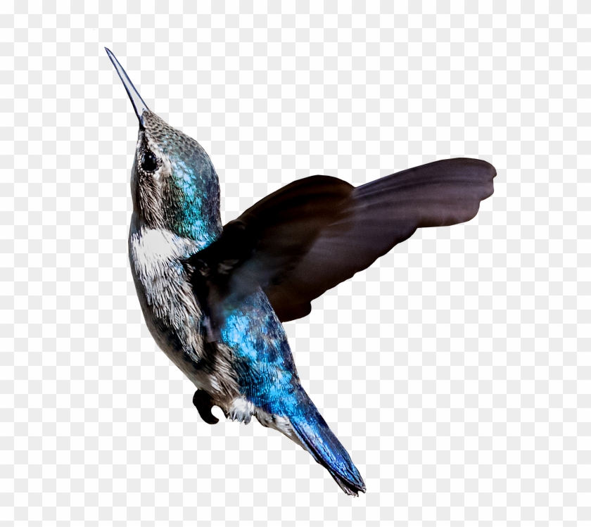 Cuba Hummingbird Zunzuncito Colibri Endemic - Beija Flor Png Clipart #1083283