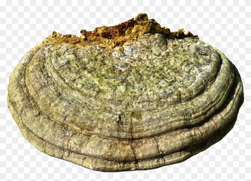 Tree Fungus, Mushroom, Sponge, Parasite - Igneous Rock Clipart #1084142