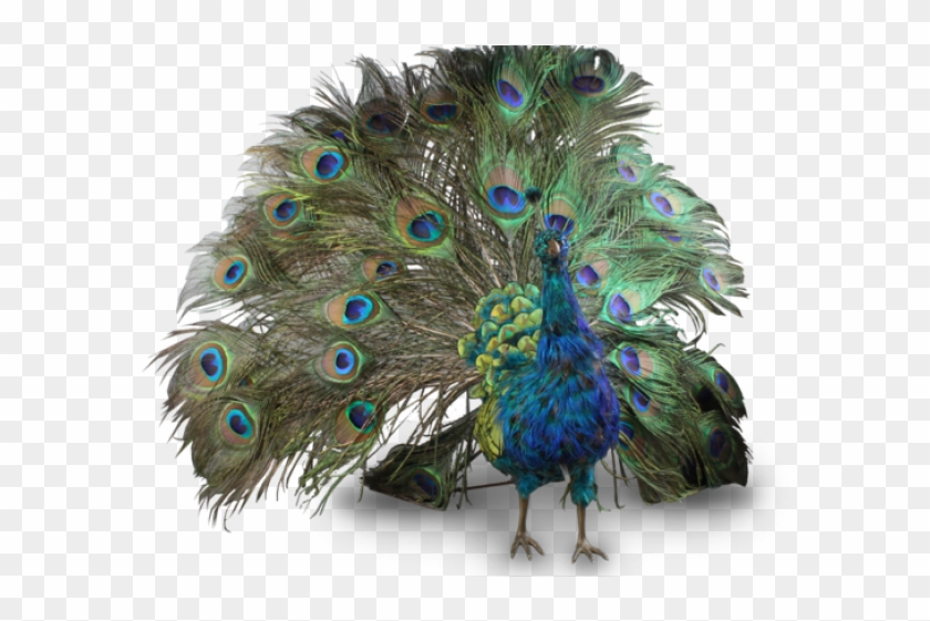 Feather Clipart #1085194