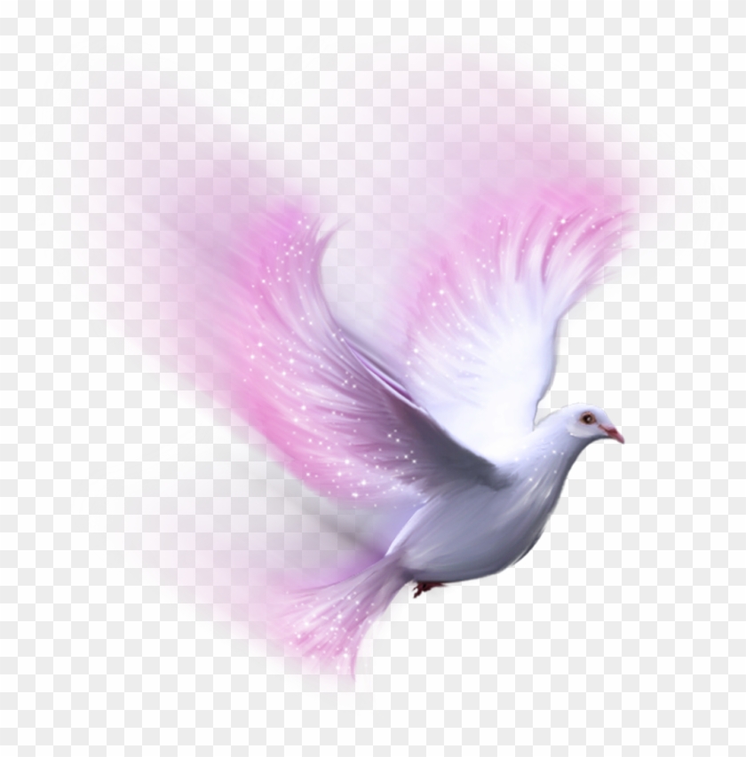 Bird Pink White Dove Freetoedit - White Dove Clipart #1085685
