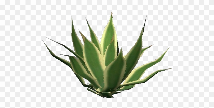 Agave Png - Rajasthan Aloe Vera Clipart