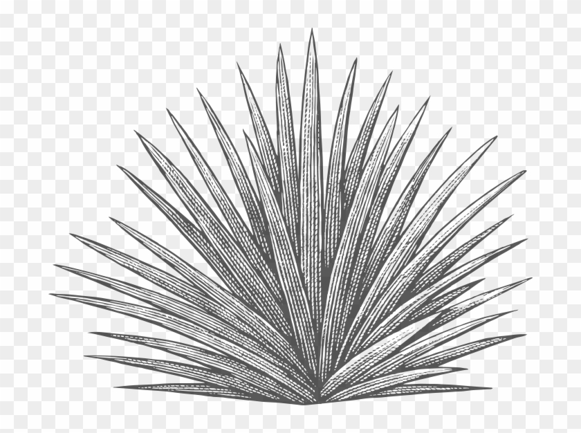 The Heart Of Tequila - Agave Azul Clipart