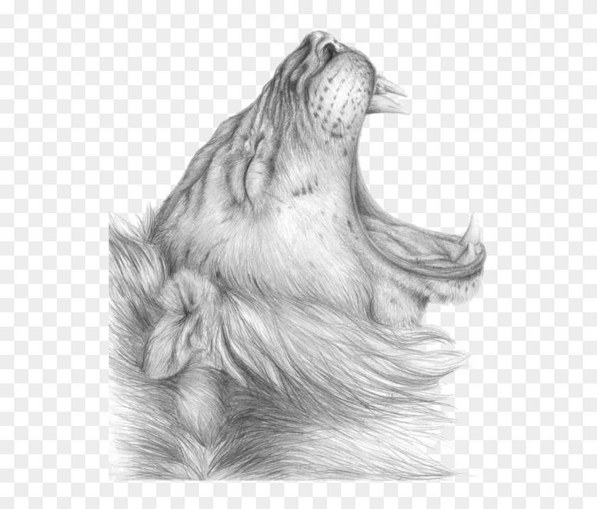 Lioness Roar Png Clipart - Lioness Drawing Png Transparent Png