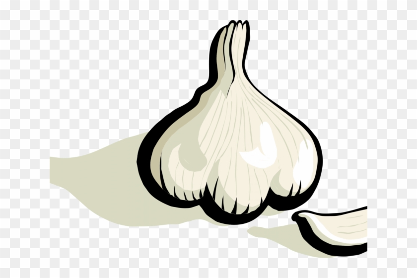 Garlic Clipart Garlic Bulb - Clipart Garlic - Png Download #1087432