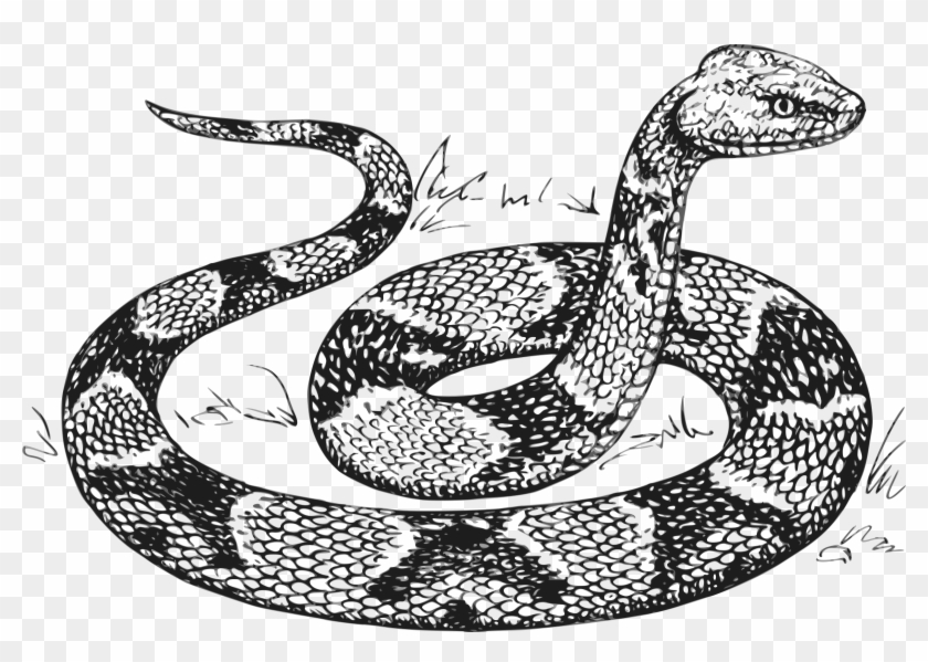 Clipart Royalty Free Library Python Head Free On Dumielauxepices - Snake Drawing - Png Download