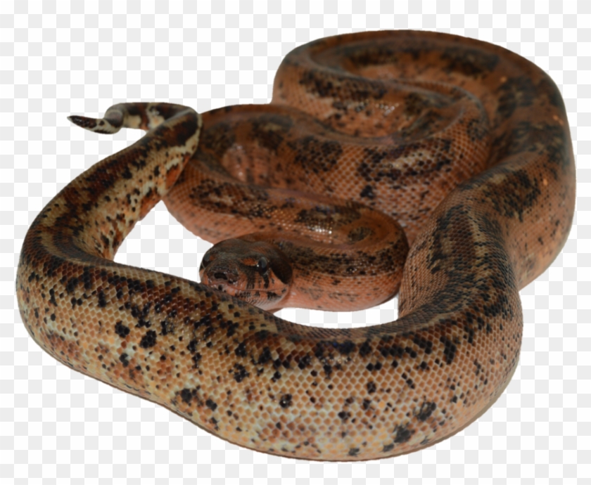 Boas Png Clipart #1087739