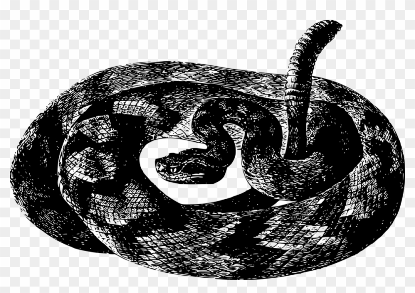 Animal, Rattlesnake, Reptile, Snake - Black And White Rattlesnake Transparent Clipart #1087766