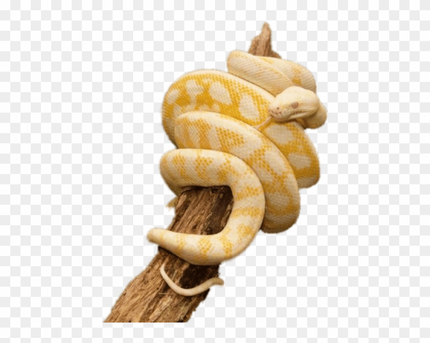 Free Png Download Yellow Python Wrapped Around Trunk - Albino Carpet Python Clipart #1087824