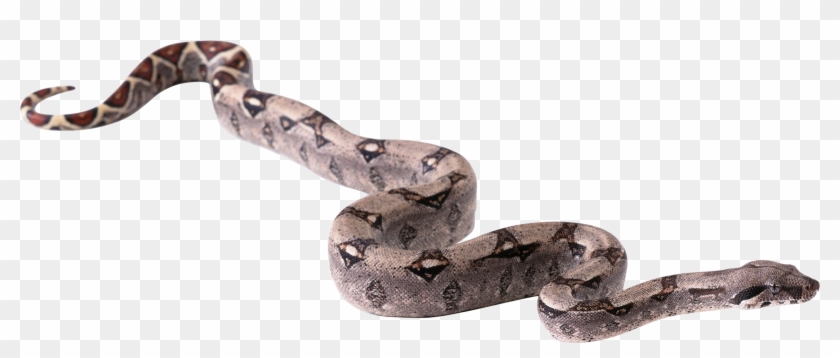 Python Snake Png Images Pluspng Image Picture - Snake Png Clipart #1087866