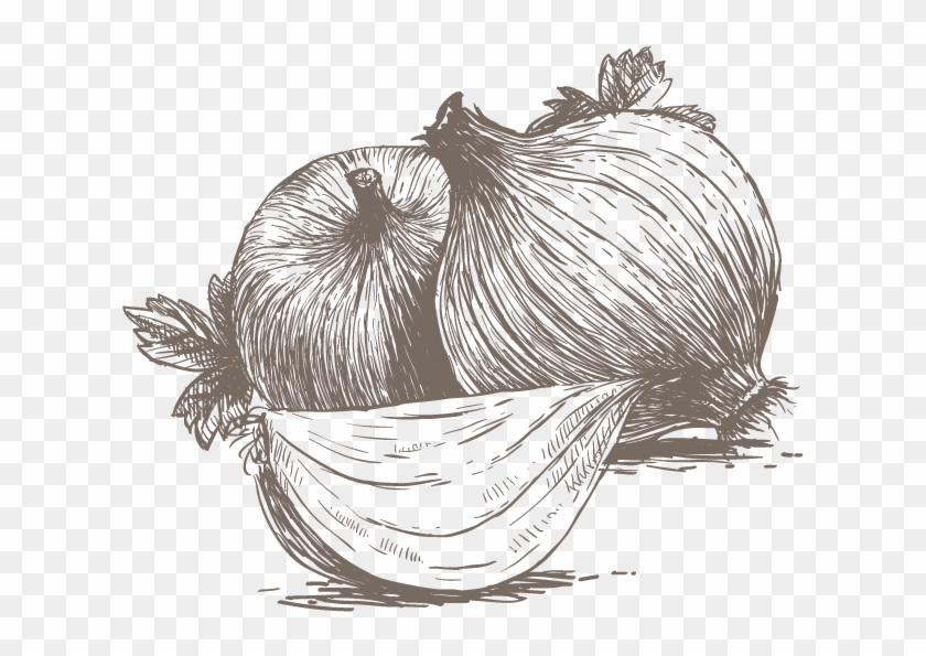 Onion Clipart #1087931
