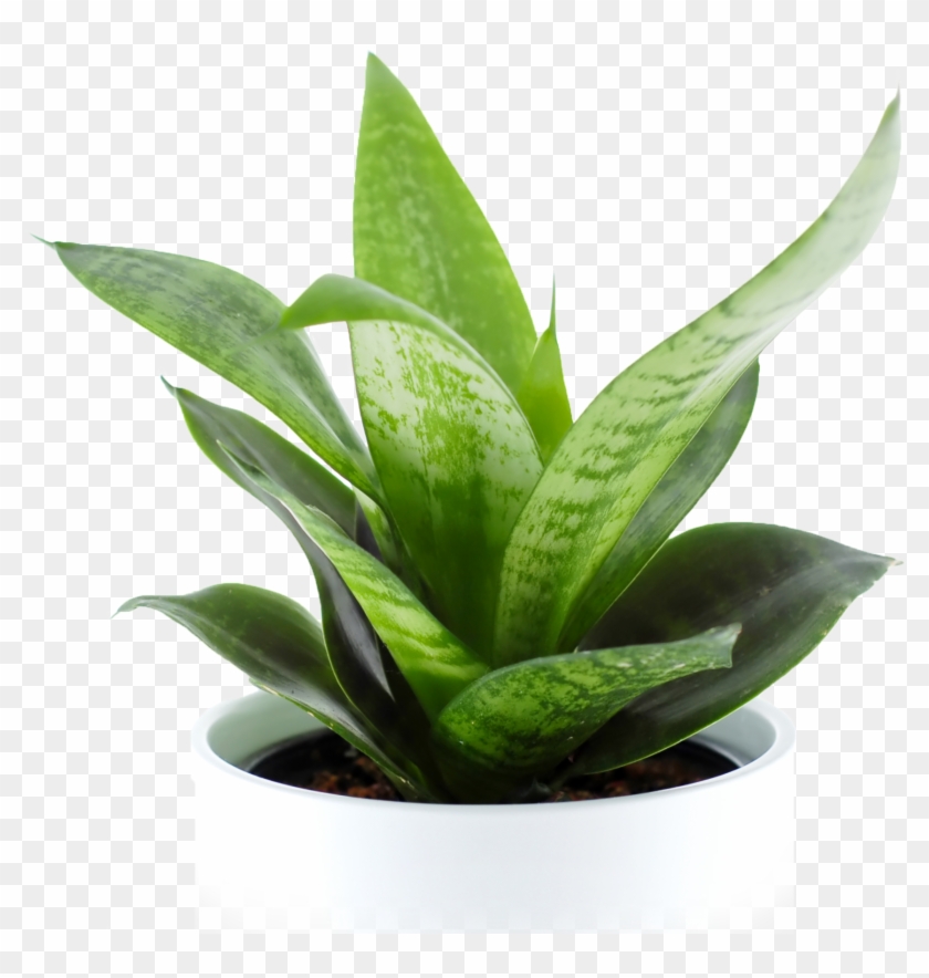 Indoor Plant Png Clipart