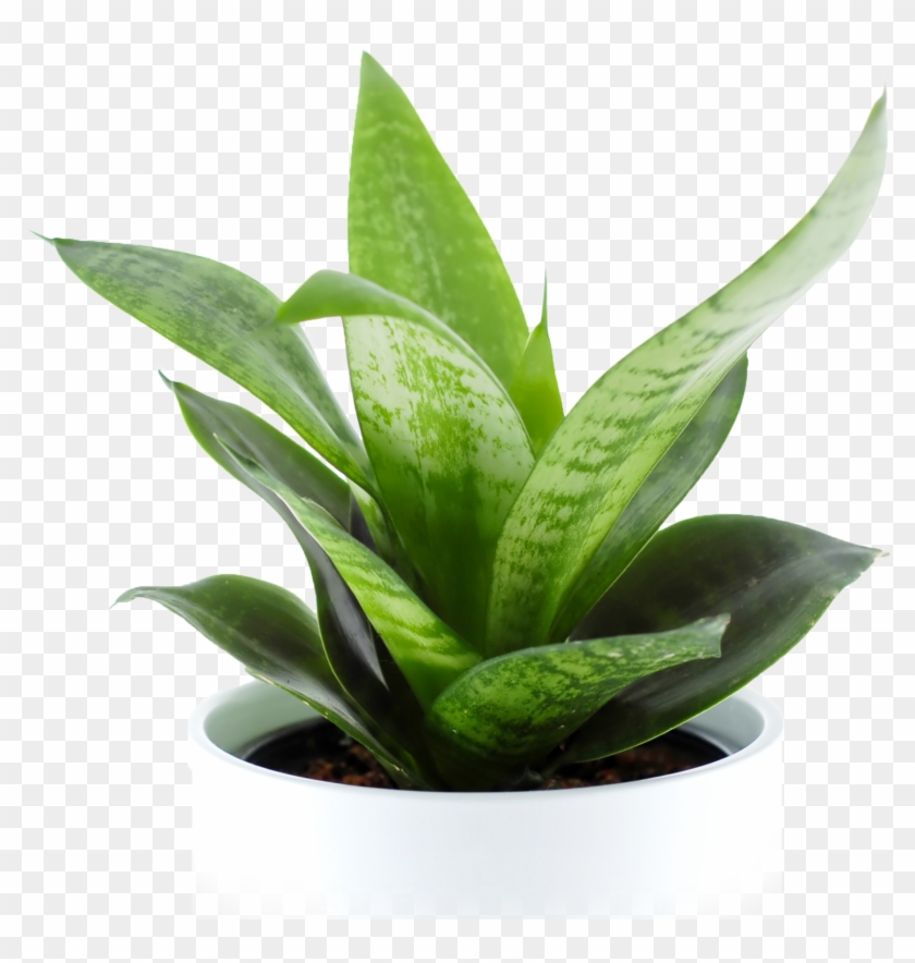 Indoor Plant Png Clipart #1088831