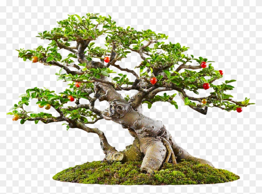 Фотки Big Tree, House Plants, Bonsai Art, Bonsai Trees, - Bonsai Png Clipart