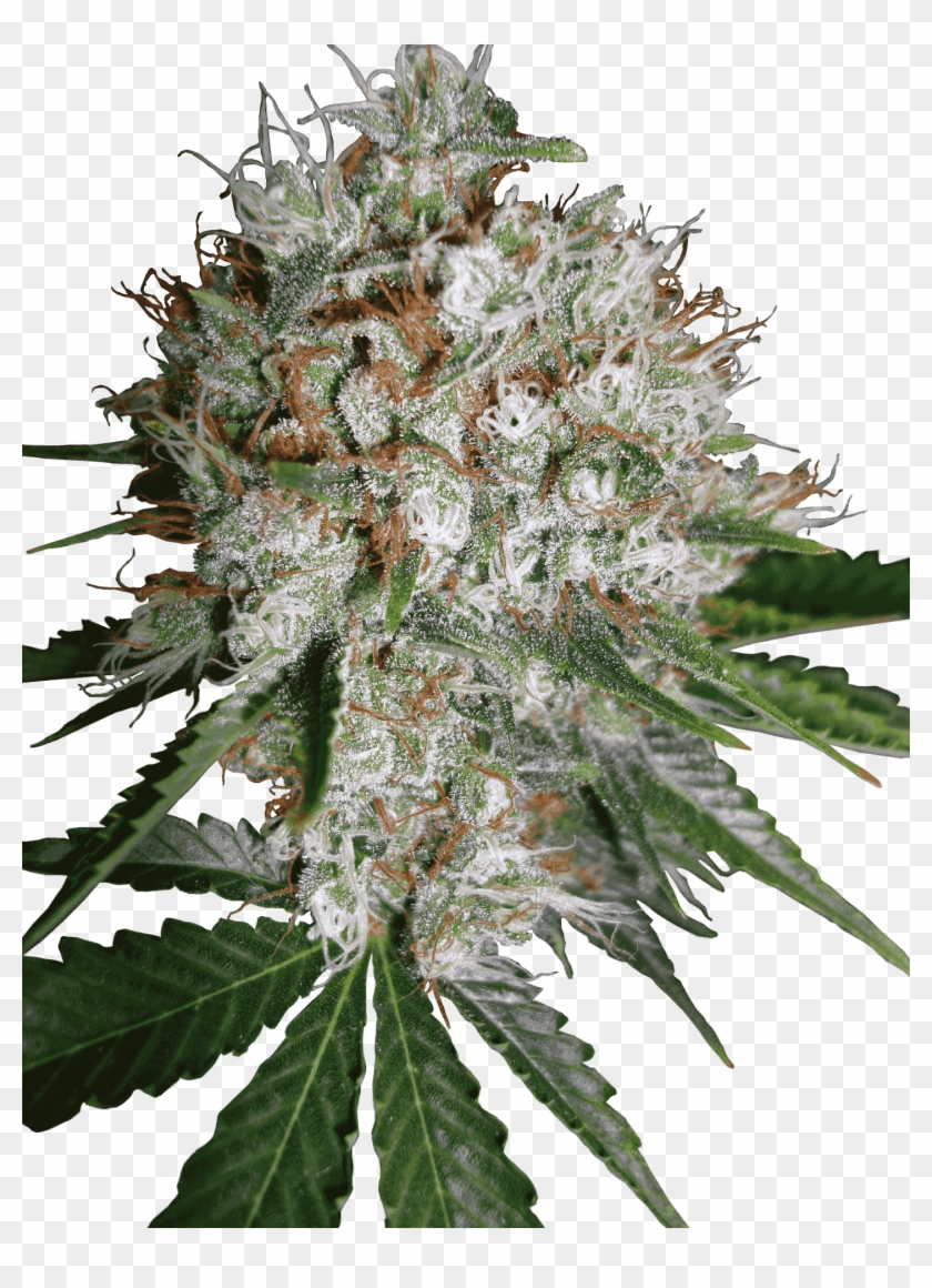 Big Bud Xxl - Ministry Of Cannabis Big Bud Xxl Clipart #1089384