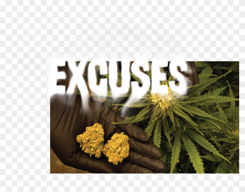 New Documents Reveal Why The Fda Says Marijuana Isn't - Marijuana Buds Clipart #1089671