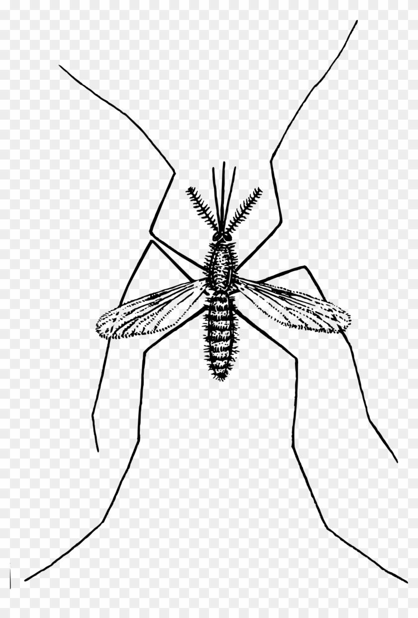 Big Image - Mosquito In Line Drawing Clipart #1090751