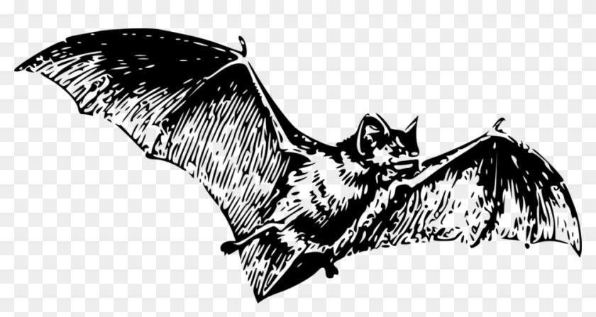 Free Stock Photo - Gray Bat Black And White Clipart #1090783