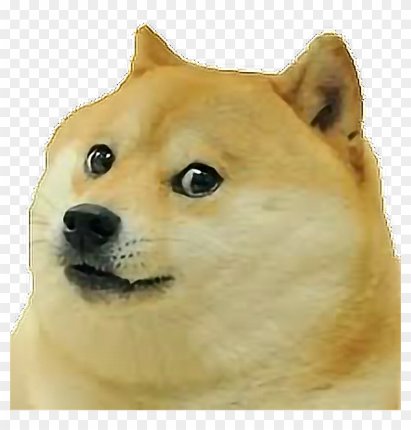 Dog Face Dogface Transparent Freetoedit - Please Let Me See The Kids Meme Clipart
