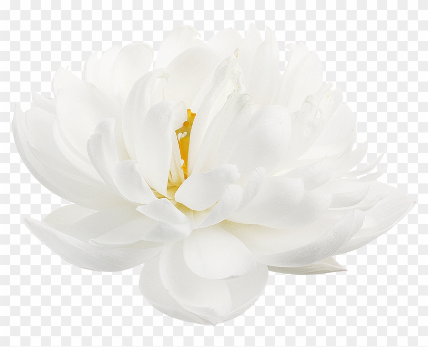 “ White Lotus From The Nymphaea Genus Clipart #1092241