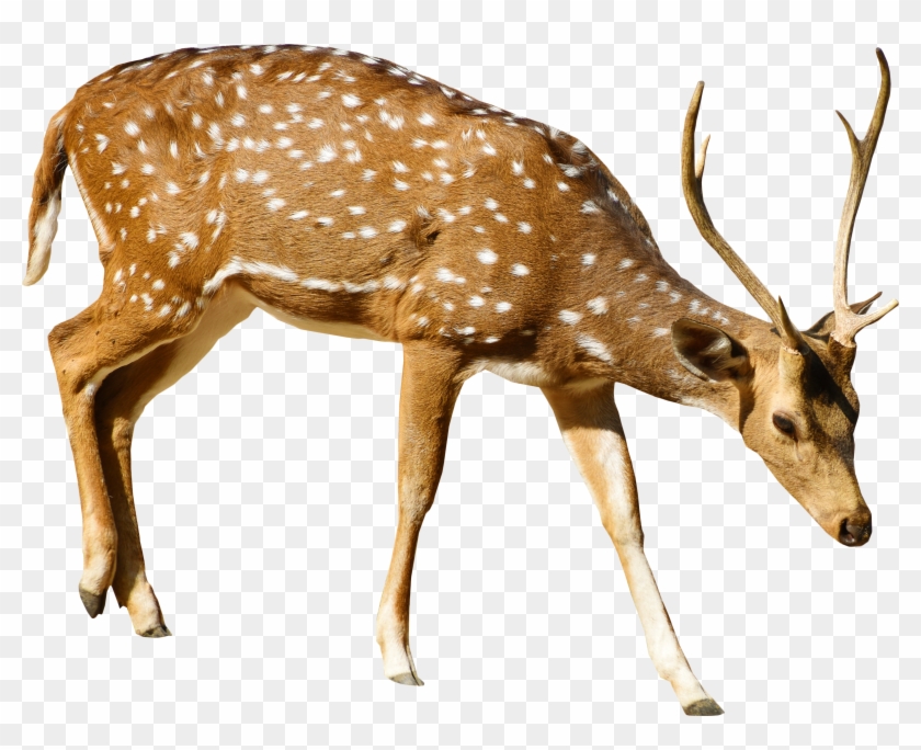 Brown Deer With White Spots Standing - White Tailed Deer Png Clipart #1092473