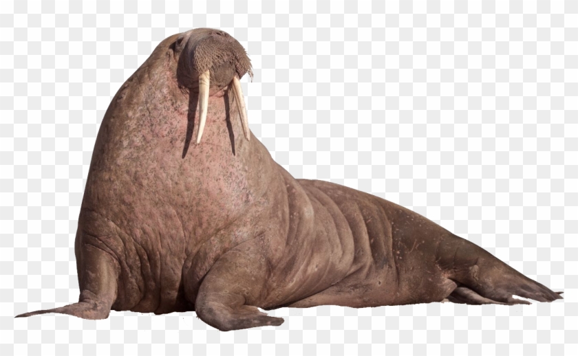 Walrus Sitting On The Ground - Walrus Png Clipart #1093438
