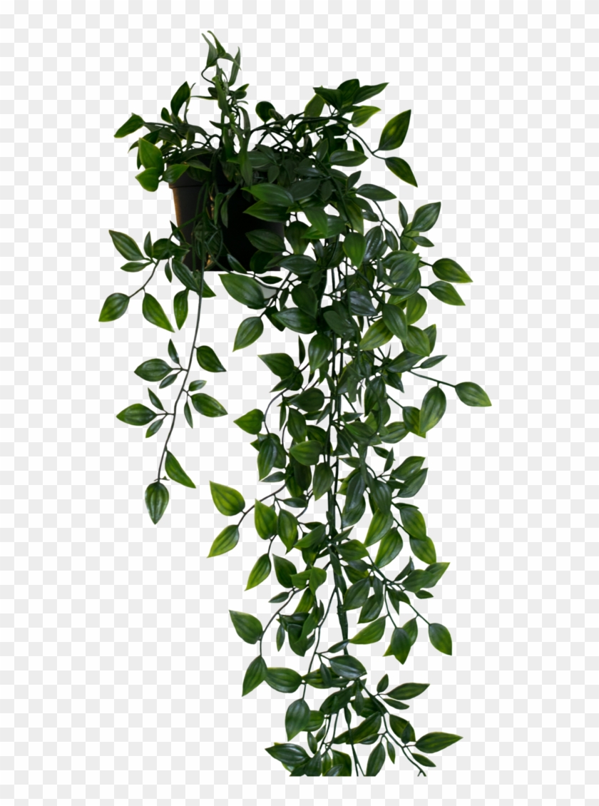 Plant Pngs - Hanging Plant Png Clipart