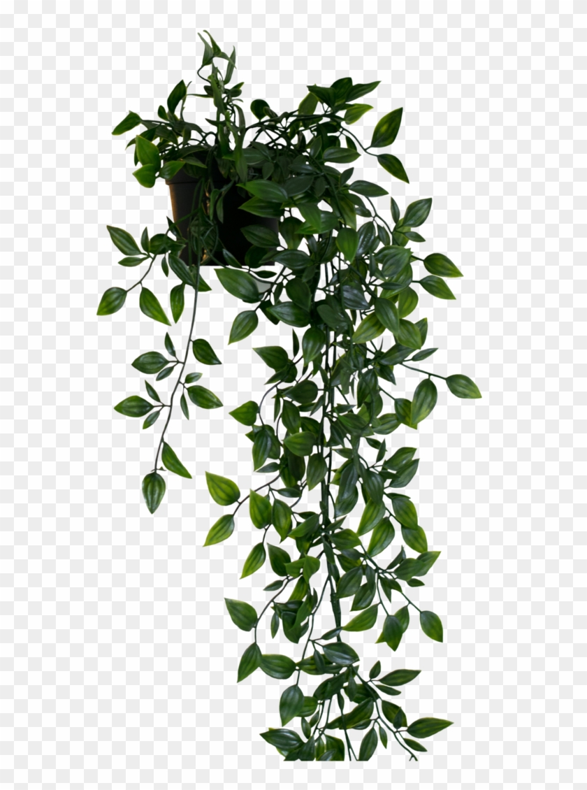 Plant Pngs - Hanging Plant Png Clipart #1095482