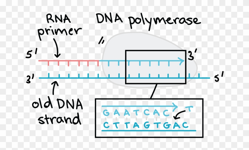 Dna Template Strand And The Creation Of Its Complementary - Antiparallel Dna And Rna Clipart