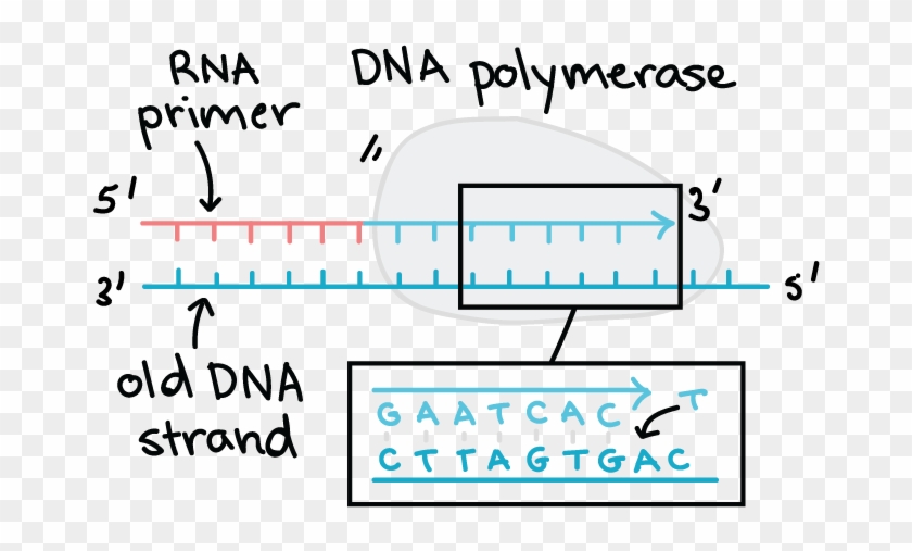 Dna Template Strand And The Creation Of Its Complementary - Antiparallel Dna And Rna Clipart #1095774