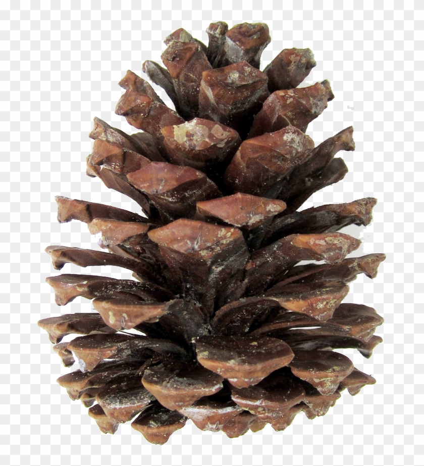 Pine Cones Png - Transparent Pine Cone Png Clipart