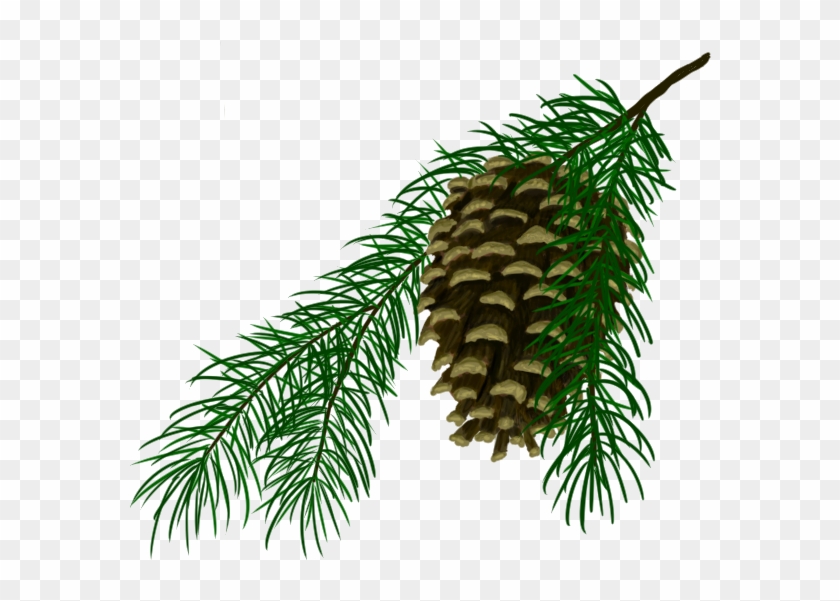 Pine Cone - Oregon Pine Clipart #1096296