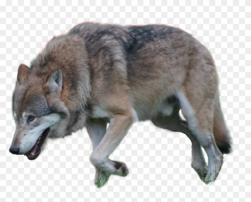 Gray Wolf Png By Pngimagesfee - Wolf Clipart #1099958