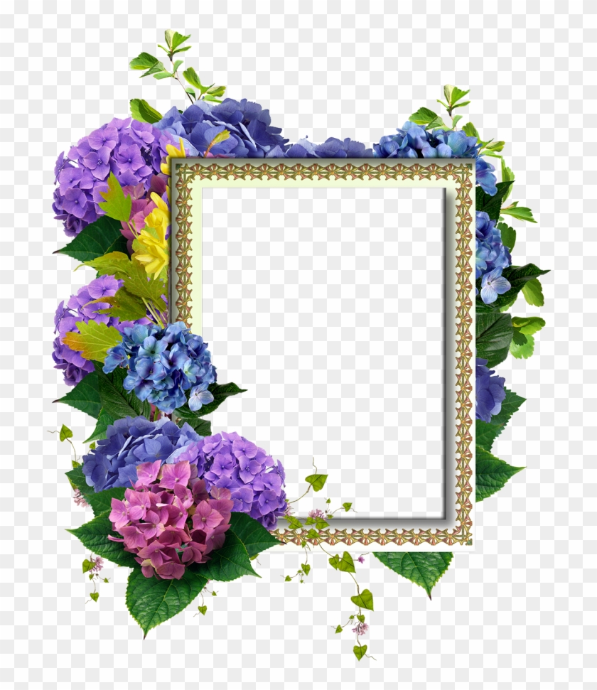 Bellas Flores Moradas En Marcos De Fotos Png - Hydrangea Clipart