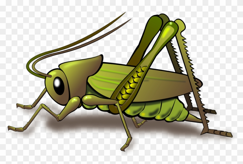 Vector Free Download Cricket Png Images Toppng Transparent - Cricket Insect Clipart