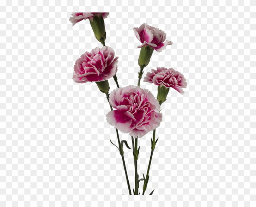 Kwiaty - Kwiaty Cięte - Goździk Gałązkowy - Bolero - Carnation Clipart #116411